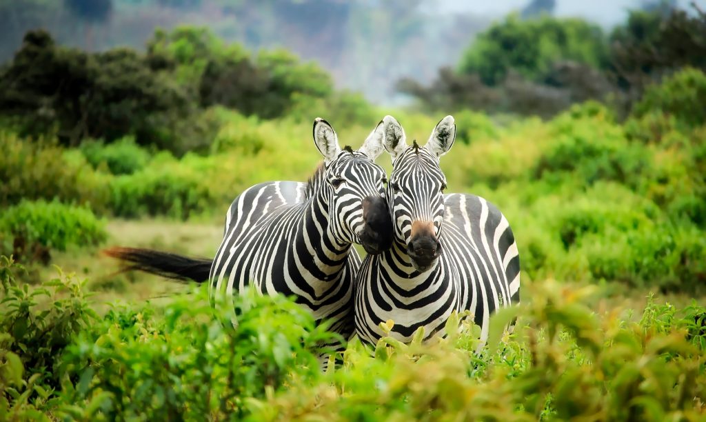 Beautiful Zebra Harare